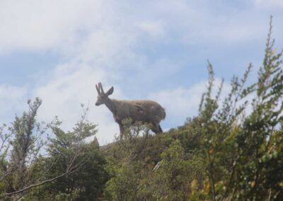 Ares Austrais com Pavani Adventure