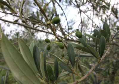 Serra da Mantiqueira com Pavani Adventure
