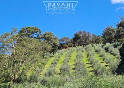 Cunha com Pavani Adventure