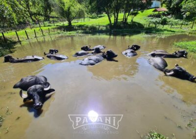 Cunha com Pavani Adventure